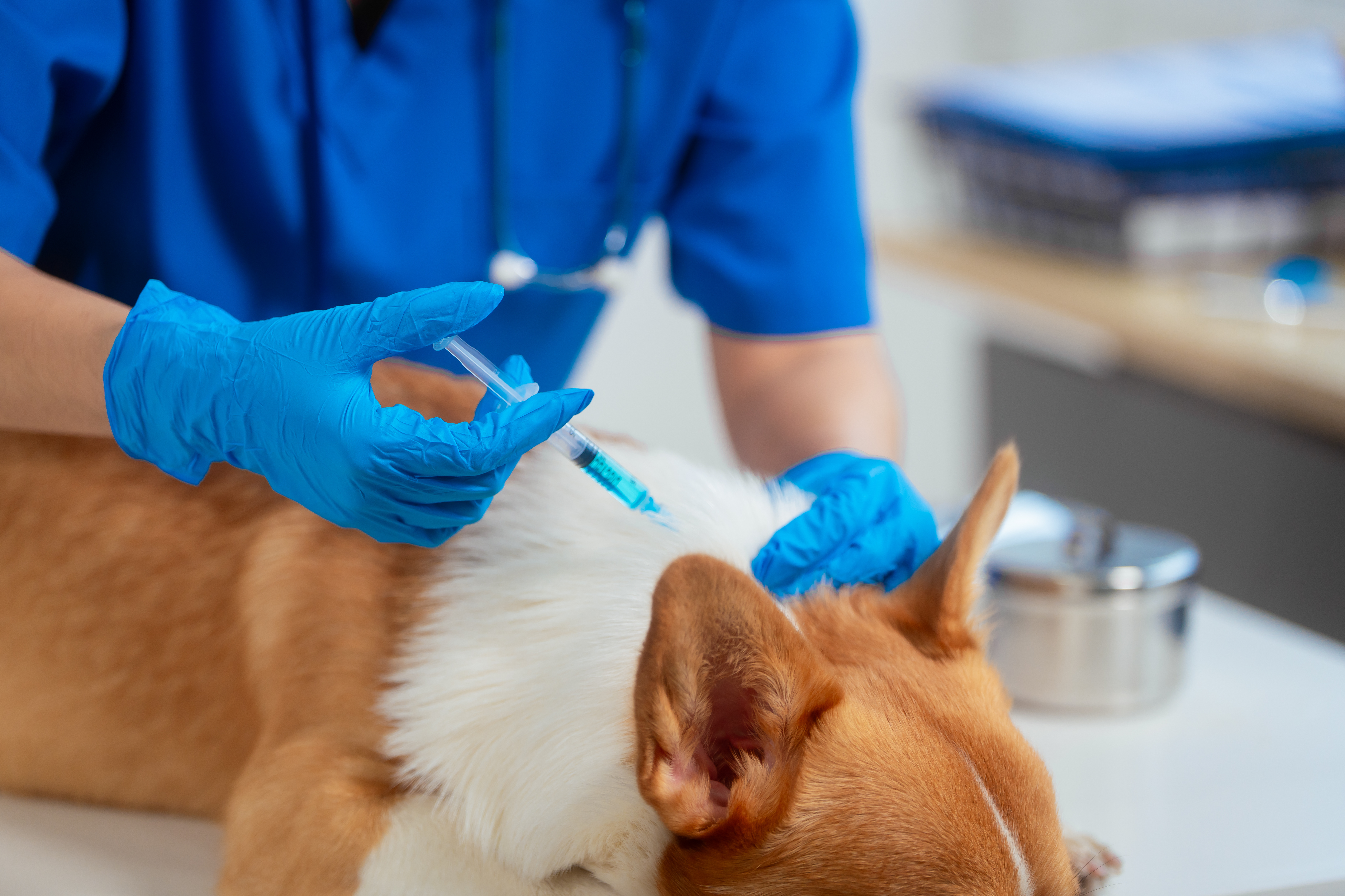 New Study by Dr. Ricardo Castillo Finds Rabies Risk Concentrated in Disadvantaged Neighborhoods Image