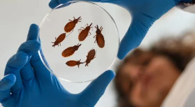 Study Explores a New Approach to Vector Control for Chagas Disease Image