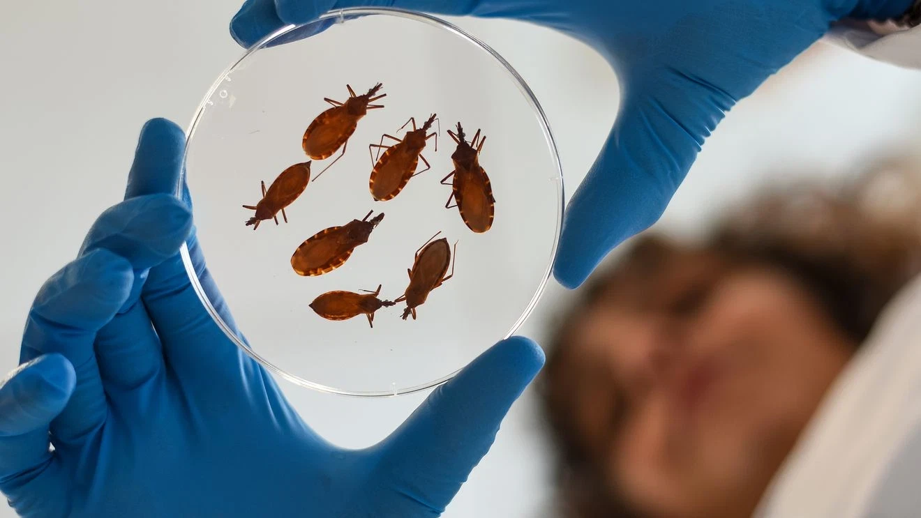 Study Explores a New Approach to Vector Control for Chagas Disease Image
